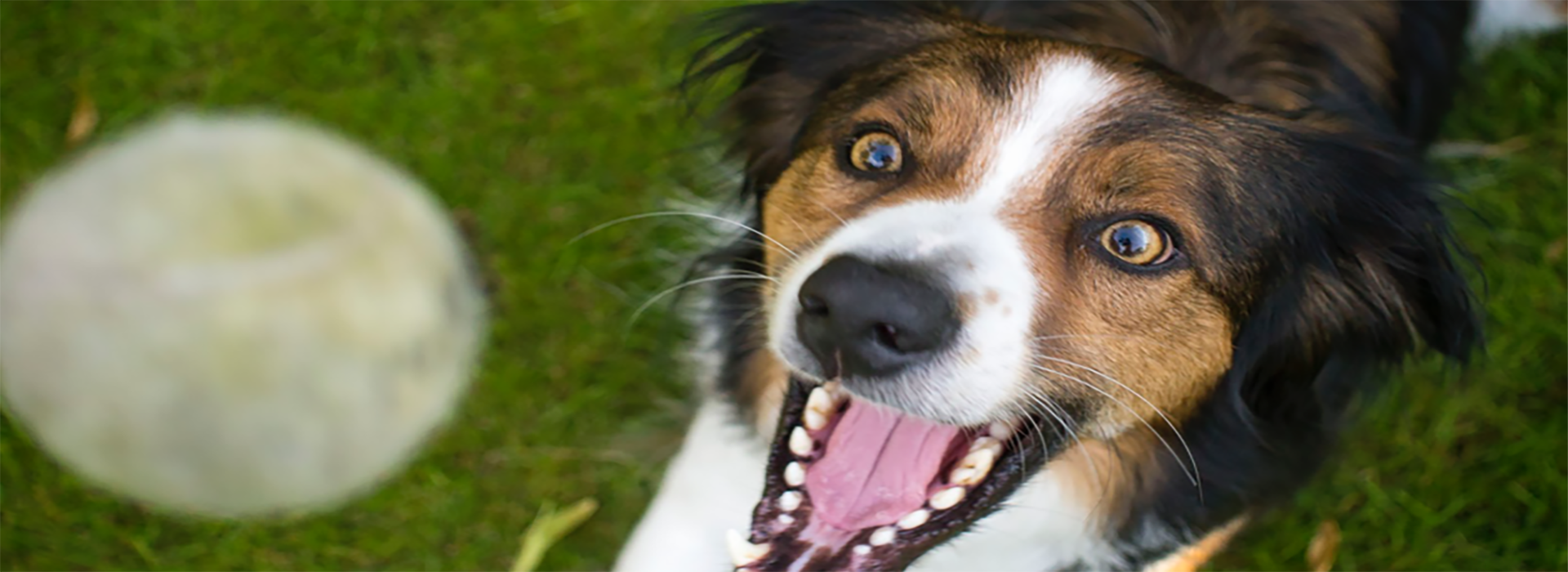 close up of a dog with its mouth open