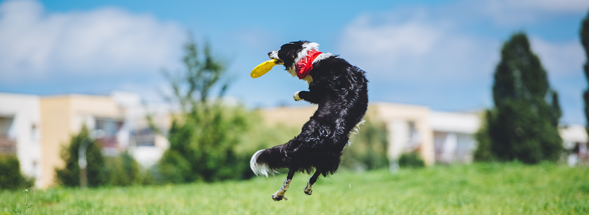 a dog jumping into the air to catch a frisbee