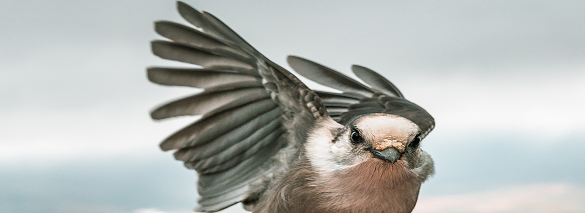 close up of a bird in flight