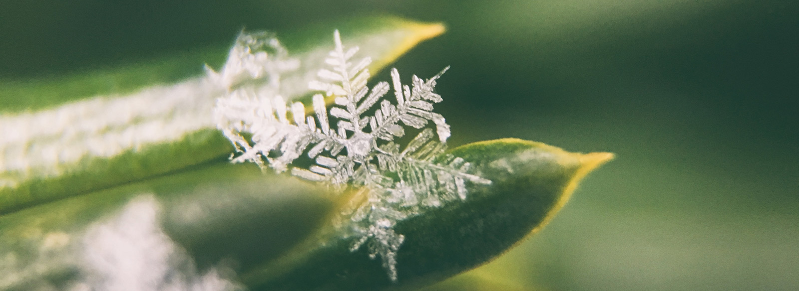 flocon de neige sur une feuille verte