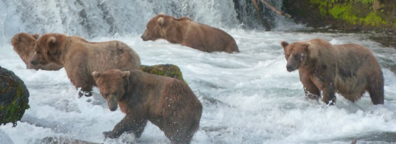 groupe d'ours bruns marchant dans la rivière