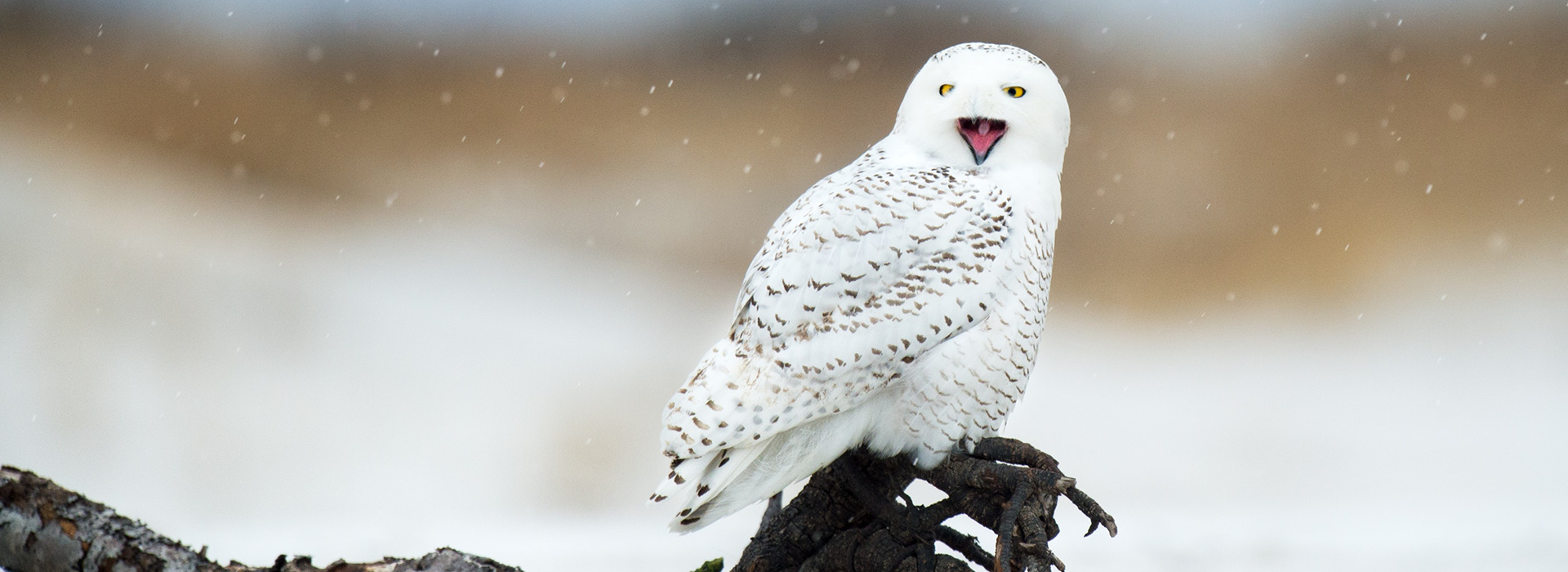 Harfang des neiges perché sur une branche gelée