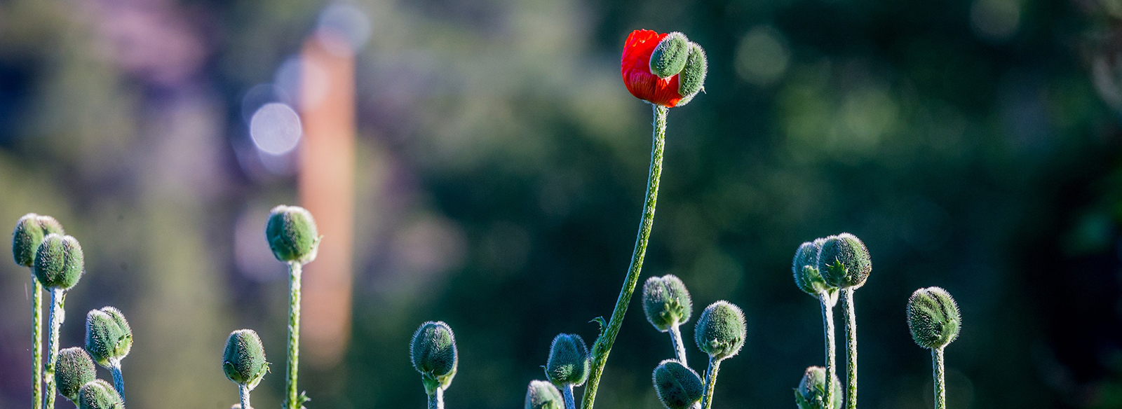 gros plan d'une fleur rouge en fleurs