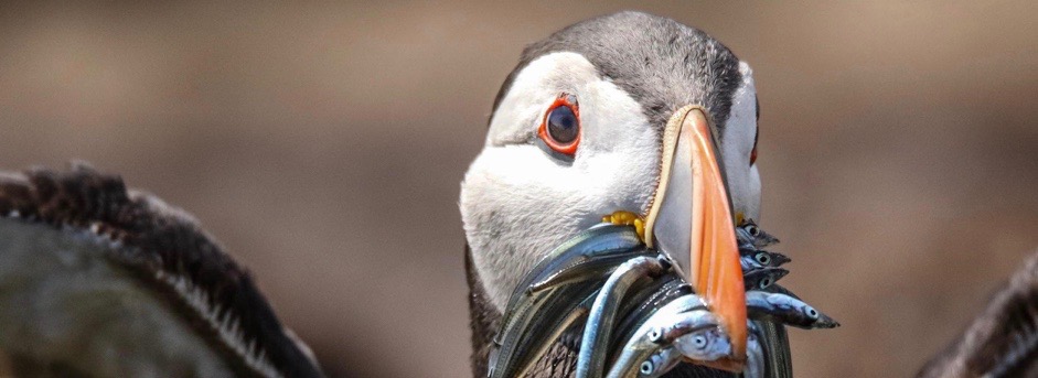 close up of a bird with fish in the mouth